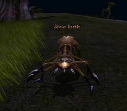 Shear Beetle